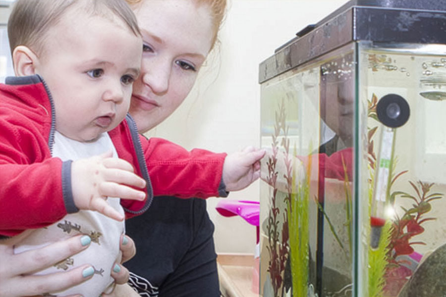 Adult holding an infant as they look closely at a small aquarium with plants and water inside.