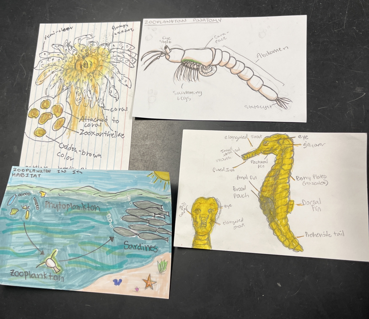 Final products created by 8th grade students for Zooplankton, Seahorses, and Zooxanthellae Algae.