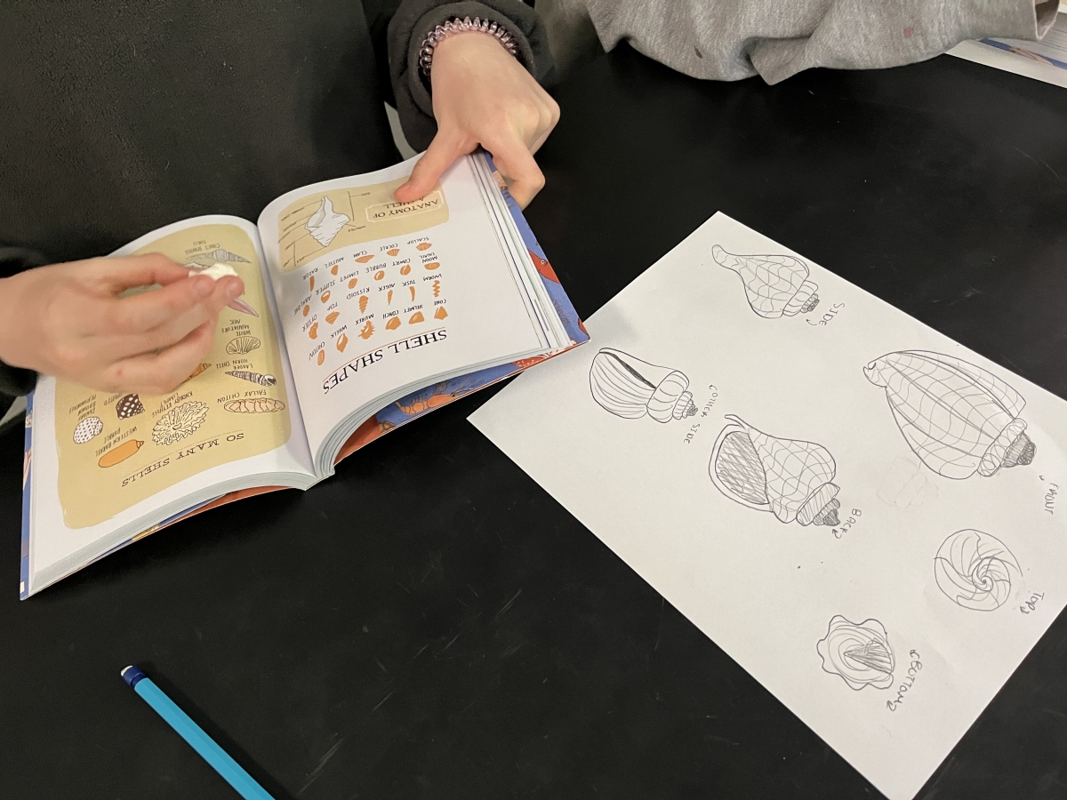 A student draws and labels a seashell. The student is using Ocean Anatomy as a reference for labels.