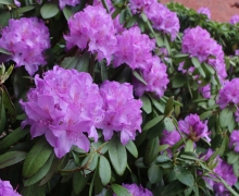 Rhododendron flowers