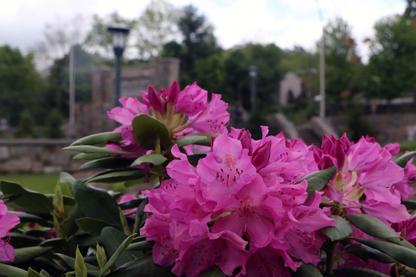 Rhododendron in front of App State sign