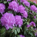 Rhododendron flowers