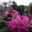 Rhododendron in front of App State sign