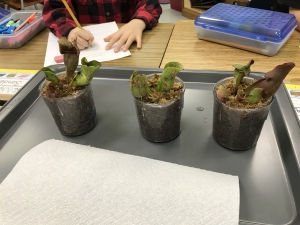 Plants project