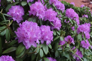 Rhododendron flowers