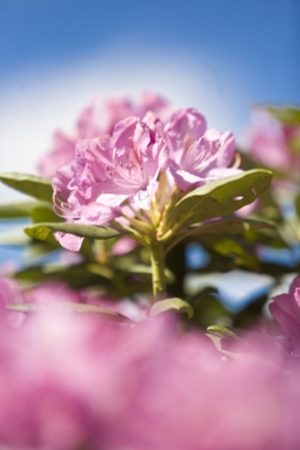 rhododendron flower