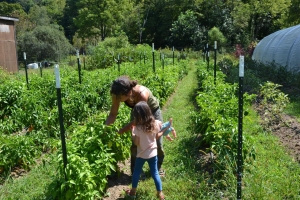 Jessica Stetter and Amaya Wren Pack pick peppers from the vine at Simply Growing Farm.