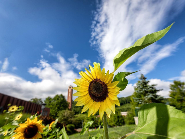 unflower in bloom with green leaves against a blue sky and Appalachian State University Bell Tower in the background