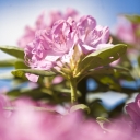 Rhododendron